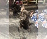 Small #1 French Bulldog