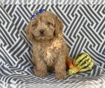 Small Photo #2 Cocker Spaniel-Poodle (Miniature) Mix Puppy For Sale in CEDAR LANE, PA, USA