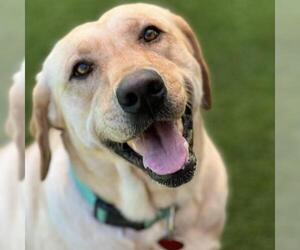 Labrador Retriever Dogs for adoption in San Diego, CA, USA