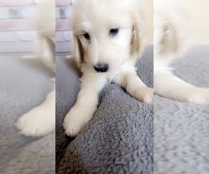 Goldendoodle Puppy for sale in VALLEJO, CA, USA