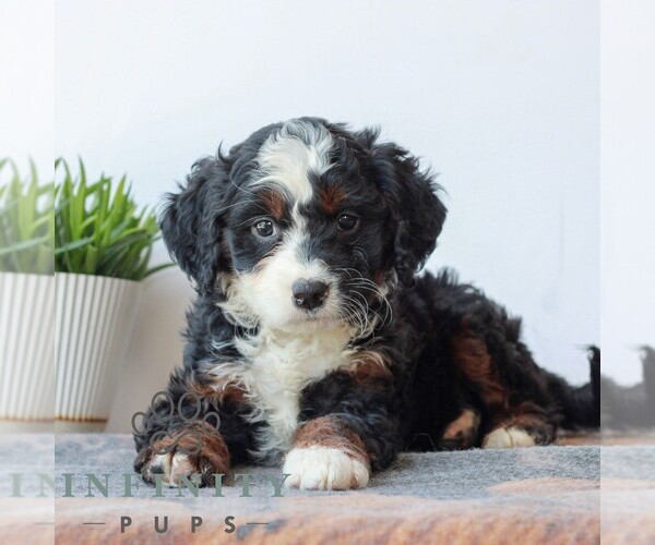 Medium Photo #1 Bernedoodle (Miniature) Puppy For Sale in LITITZ, PA, USA