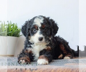 Bernedoodle (Miniature) Puppy for sale in LITITZ, PA, USA