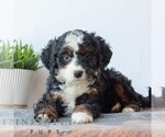 Small Bernedoodle (Miniature)