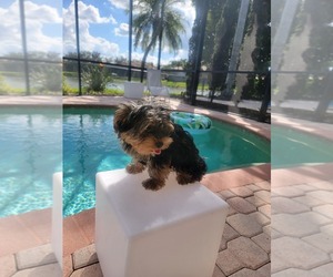 Morkie-Yorkshire Terrier Mix Puppy for sale in NAPLES, FL, USA