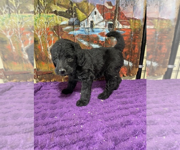 Medium Photo #19 Labradoodle Puppy For Sale in CRAIG, NE, USA