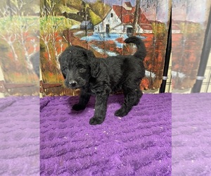 Medium Labradoodle