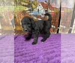 Puppy Joe Labradoodle