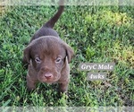 Small Photo #13 Labrador Retriever Puppy For Sale in EDGEWOOD, TX, USA