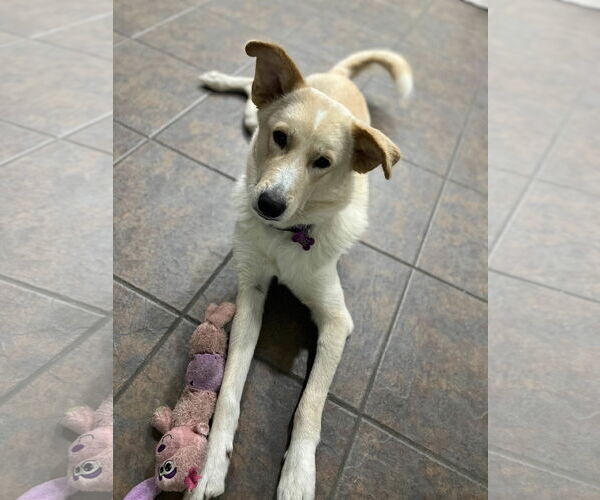 Medium Photo #5 Collie-Labrador Retriever Mix Puppy For Sale in Fort Worth, TX, USA