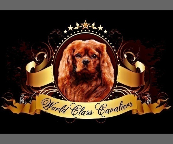 Medium Photo #2 Cavalier King Charles Spaniel Puppy For Sale in MIAMI, FL, USA