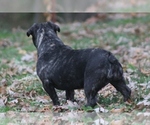 Small Photo #9 French Bulldog Puppy For Sale in GRAVETTE, AR, USA