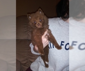 Pomeranian Puppy for sale in DECATUR, AL, USA