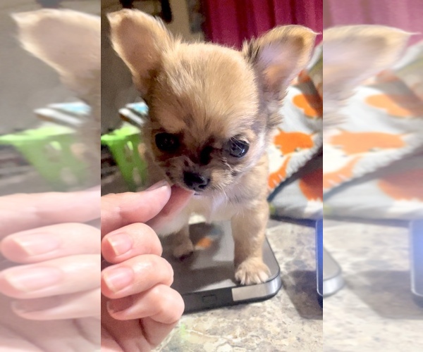 Medium Photo #26 Chihuahua Puppy For Sale in ADAMSVILLE, TN, USA