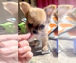 Small #25 Chihuahua