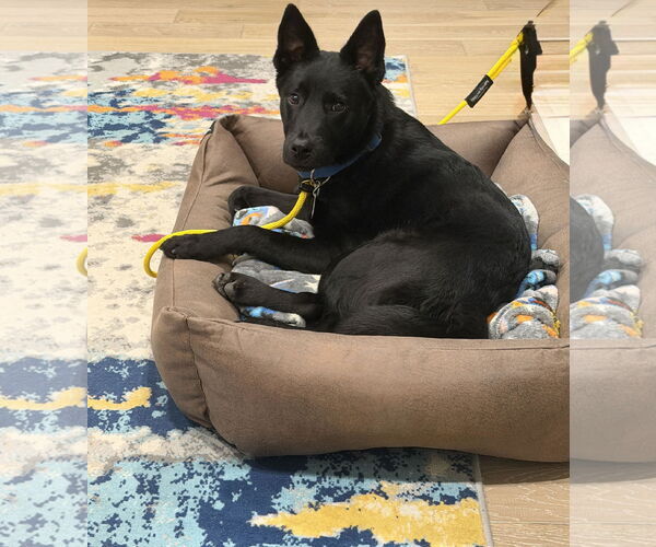 Medium Photo #4 Mutt Puppy For Sale in Sandy, UT, USA