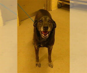 Labsky Dogs for adoption in Sanford, FL, USA