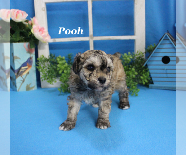 Medium Photo #12 Poodle (Toy) Puppy For Sale in CHANUTE, KS, USA