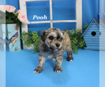 Small #11 Poodle (Toy)