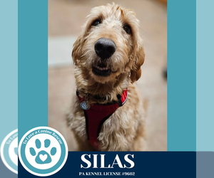 Goldendoodle Dogs for adoption in Kimberton, PA, USA