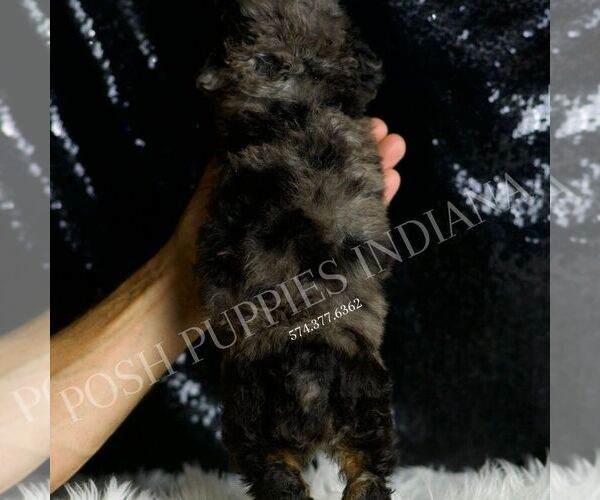 Medium Photo #4 Poodle (Miniature) Puppy For Sale in WARSAW, IN, USA