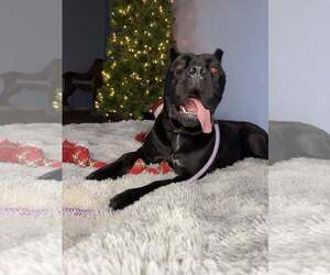 Mutt Dogs for adoption in Goodyear, AZ, USA