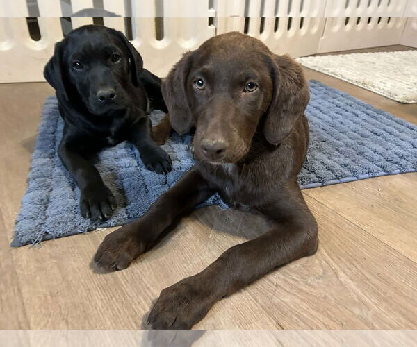Medium Photo #1 Labrador Retriever Puppy For Sale in Clovis, CA, USA