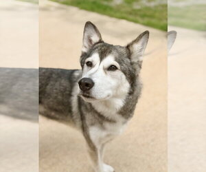 Lokai - Male Alaskan Malamute-Unknown Mix Dog for Adoption - Photo #2