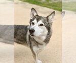 Small #1 Alaskan Malamute Mix