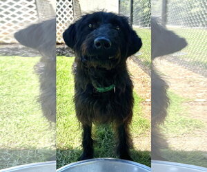 Miley May 26 - Female Miniature Labradoodle Dog for Adoption - Photo #3