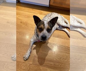 Red Heeler-Unknown Mix Dogs for adoption in New York, NY, USA