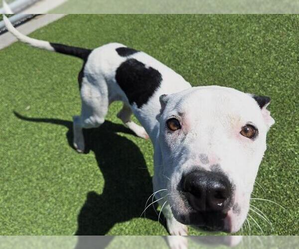 Medium Photo #2 American Staffordshire Terrier-Unknown Mix Puppy For Sale in Grand Prairie, TX, USA