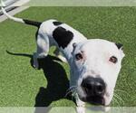Small #1 American Staffordshire Terrier Mix