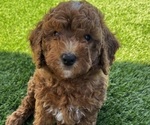 Puppy 1 Goldendoodle (Miniature)