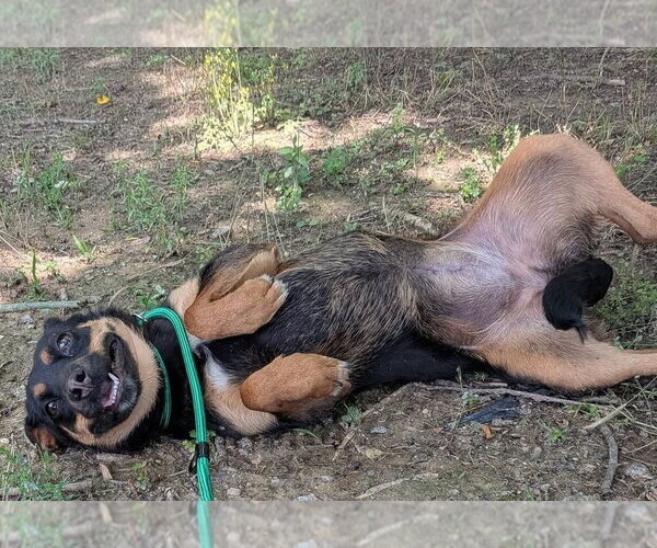 Medium Photo #2 Mutt Puppy For Sale in garner, NC, USA