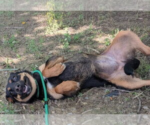 Bailey - Female Mutt Dog for Adoption - Photo #2