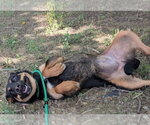 Small Photo #2 Mutt Puppy For Sale in garner, NC, USA
