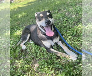 DeBo - Male Rottweiler-Unknown Mix Dog for Adoption - Photo #7
