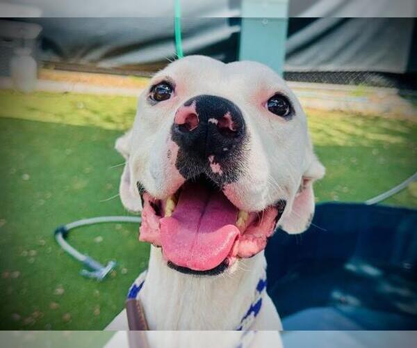 Medium Photo #1 American Pit Bull Terrier-Unknown Mix Puppy For Sale in Orlando, FL, USA