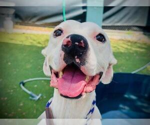 American Pit Bull Terrier-Unknown Mix Dogs for adoption in Orlando, FL, USA