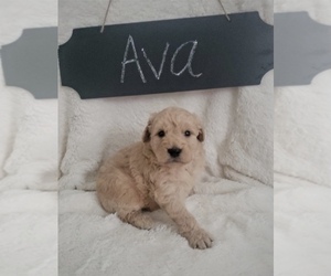 Goldendoodle-Poodle (Miniature) Mix Puppy for sale in NORTH VERNON, IN, USA