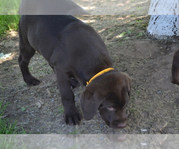 Medium Photo #20 Labrador Retriever Puppy For Sale in GREENWOOD, WI, USA