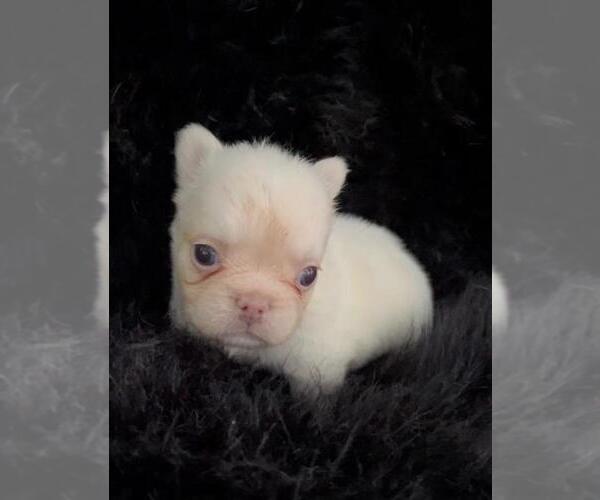 Medium Photo #1 French Bulldog Puppy For Sale in DACULA, GA, USA
