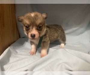 Medium Pembroke Welsh Corgi