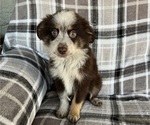 Puppy Puppy 3 Australian Shepherd