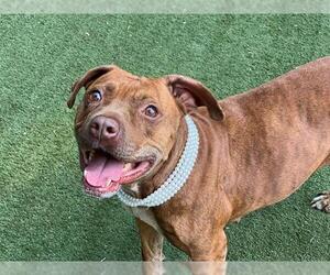 American Pit Bull Terrier Dogs for adoption in Charlotte, NC, USA