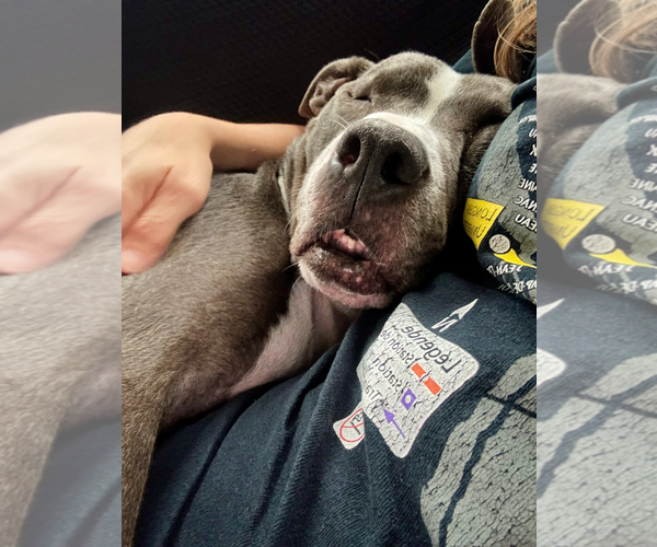 Medium Photo #12 American Pit Bull Terrier-American Staffordshire Terrier Mix Puppy For Sale in Caribou, ME, USA