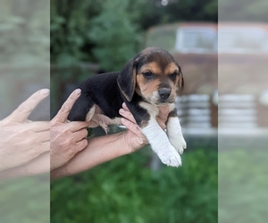 Beagle Puppy for sale in BOONE, IA, USA