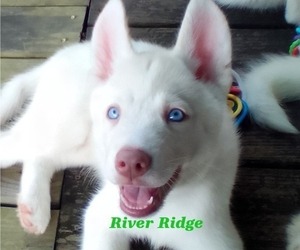 Medium Siberian Husky