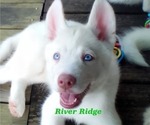 Puppy Puppy 4 Siberian Husky