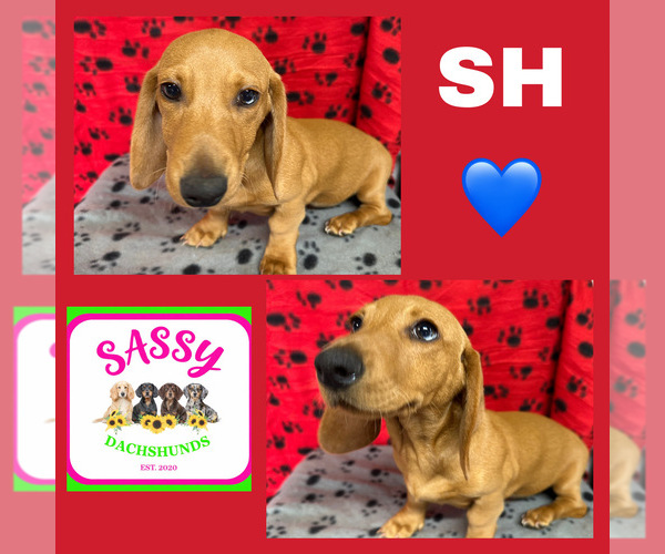 Medium Photo #1 Dachshund Puppy For Sale in BENNINGTON, OK, USA
